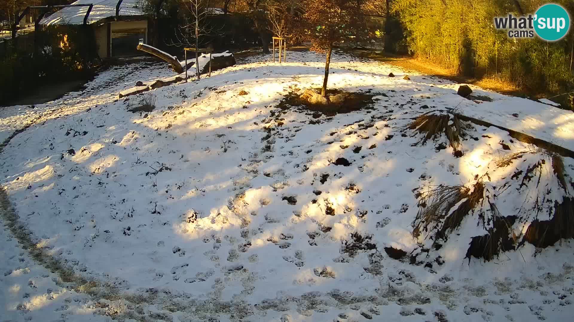 Live Ljubljana Zoo webcam Lion