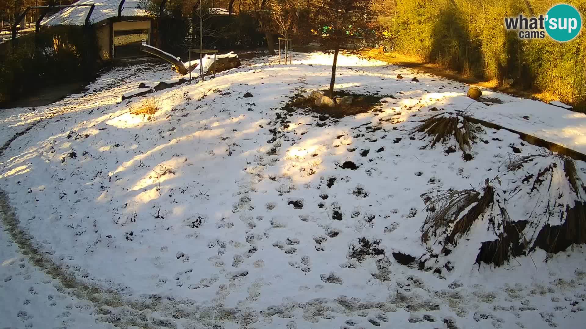 Live Ljubljana Zoo webcam Lion