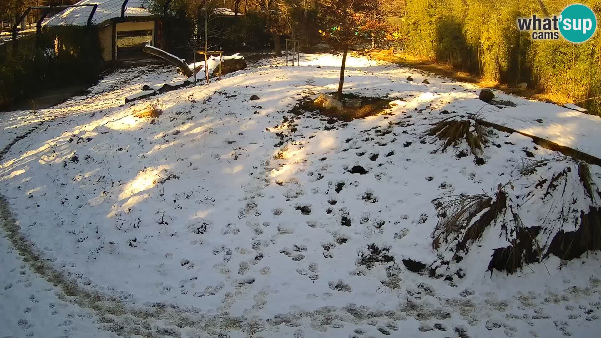 Live Ljubljana Zoo webcam Lion