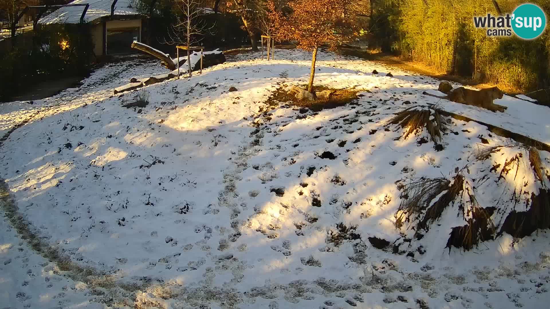 Live Ljubljana Zoo webcam Lion