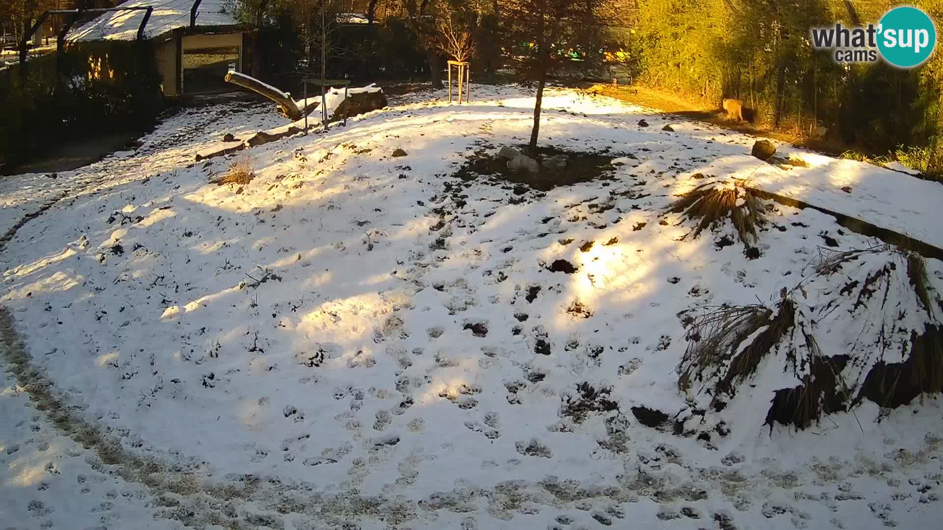 Live Ljubljana Zoo webcam Lion