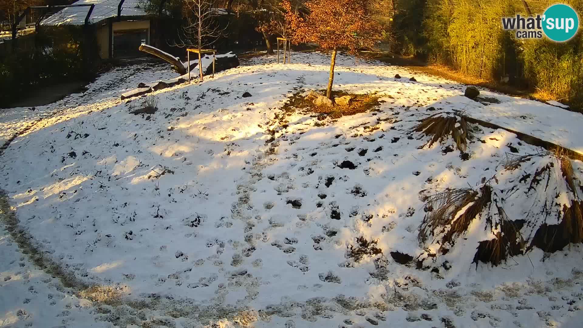 Live Ljubljana Zoo webcam Lion