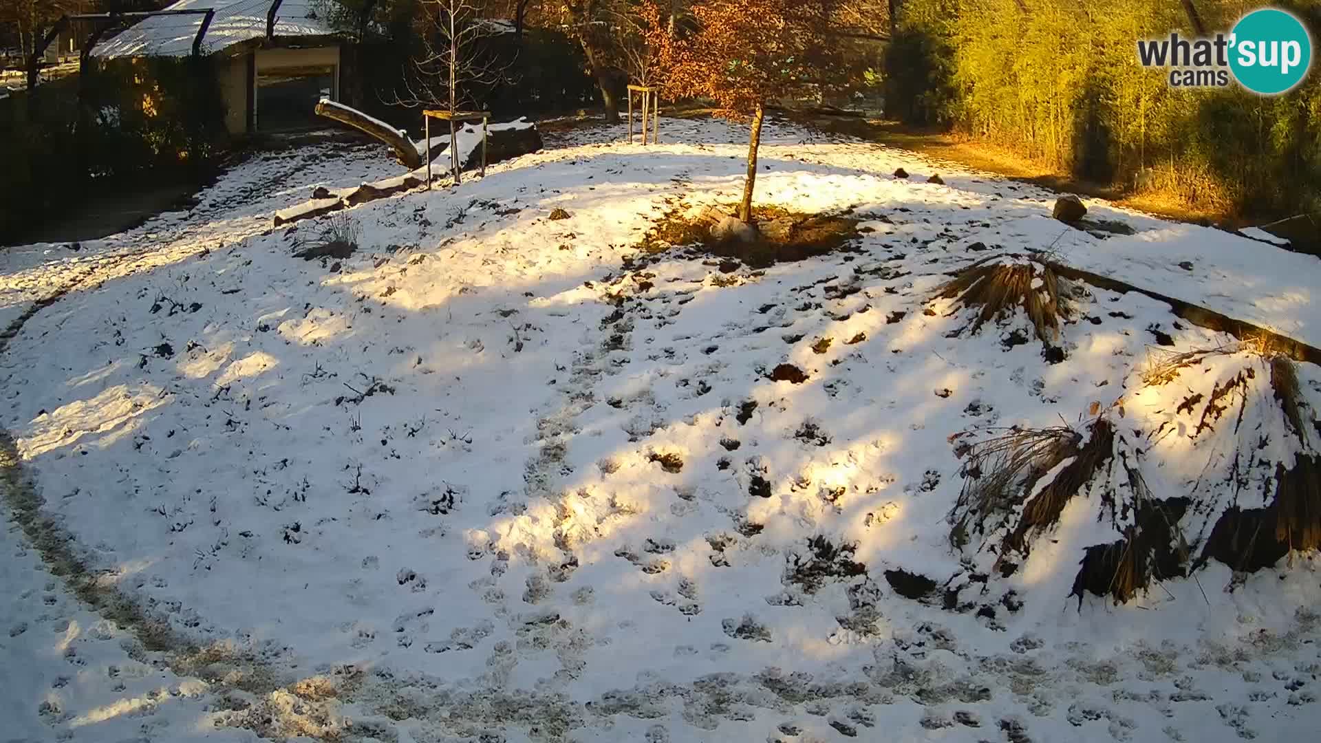 Live Ljubljana Zoo webcam Lion