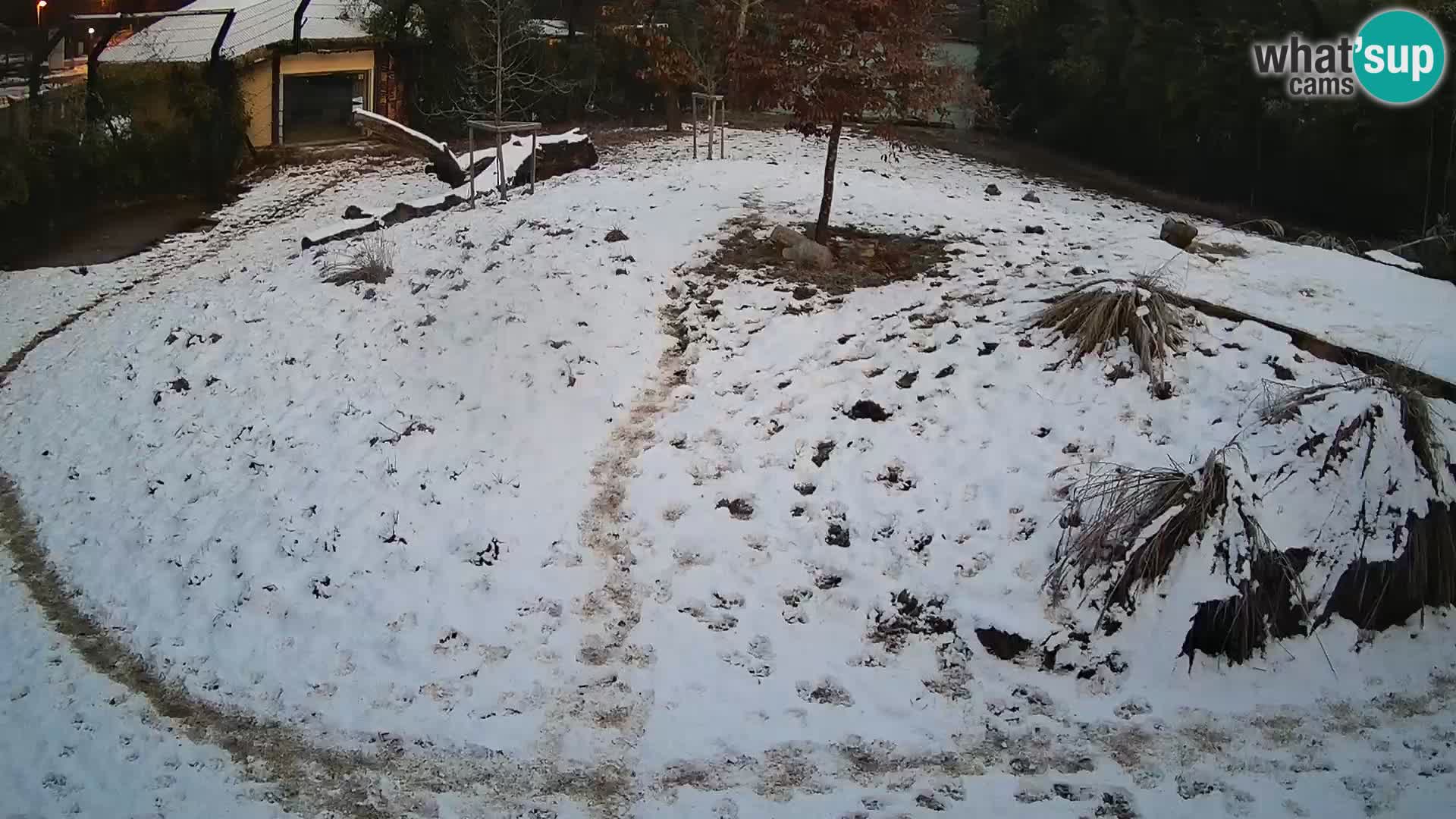 Ljubljana Zoo webcam Lion