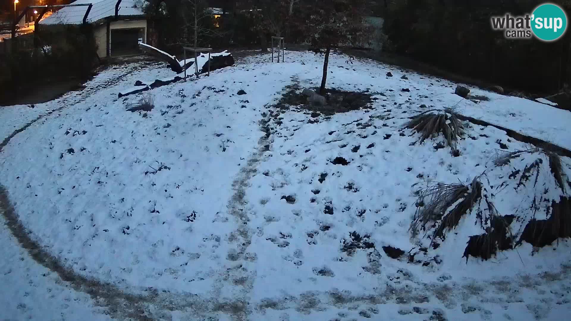 Ljubljana Zoo webcam Lion