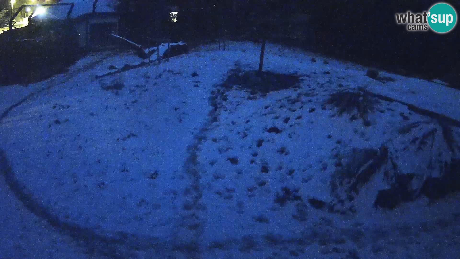 Ljubljana Zoo webcam Lion