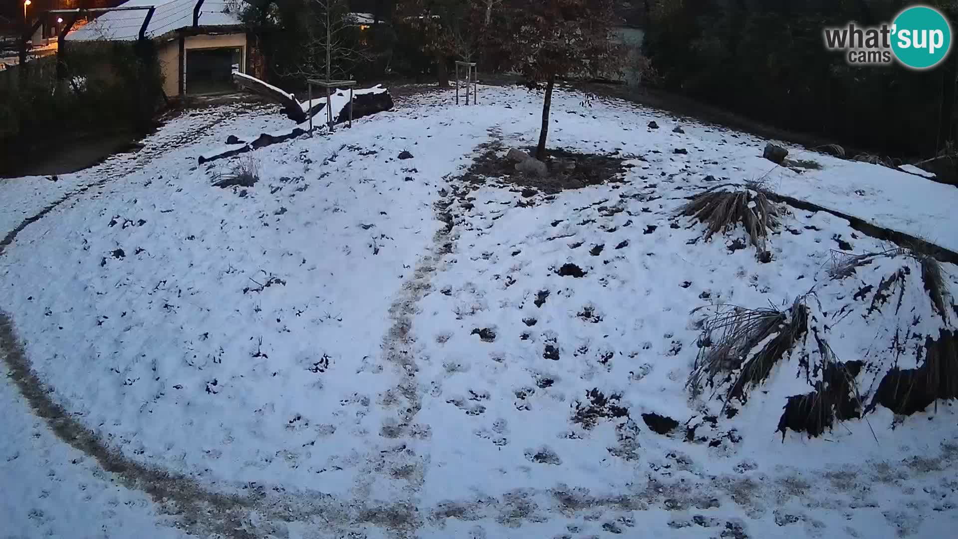 Zoo Ljubljana webcam Löwen