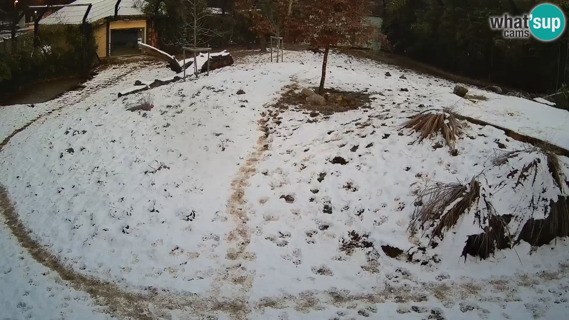 Ljubljana Zoo webcam Lion