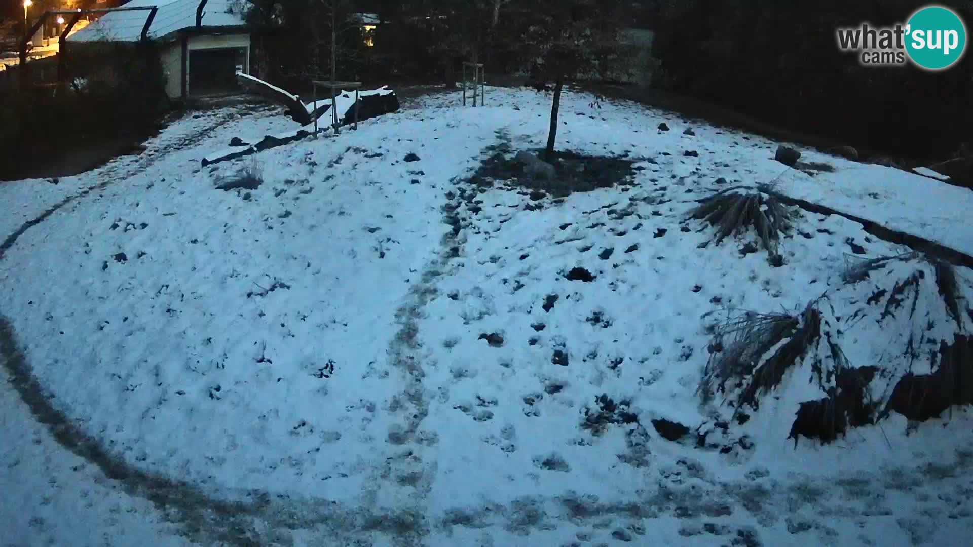 Ljubljana Zoo webcam Lion