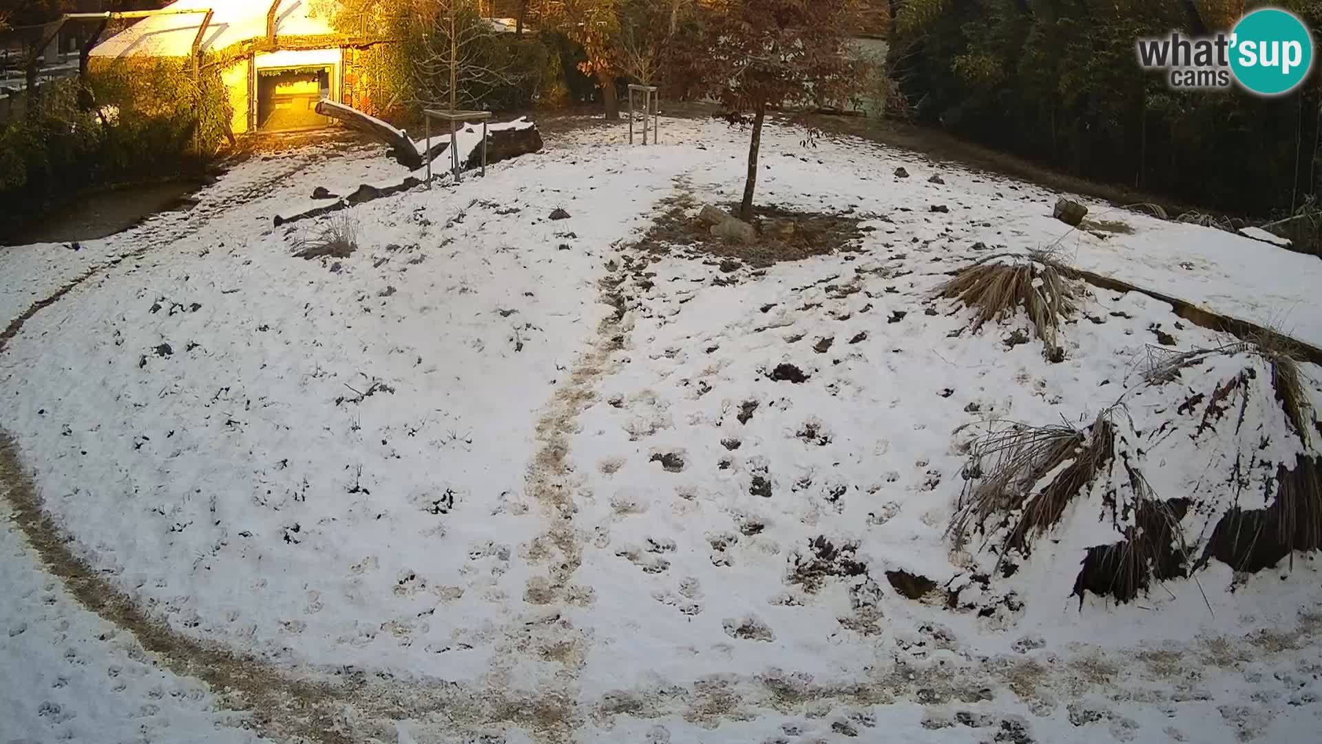 Live Ljubljana Zoo webcam Lion