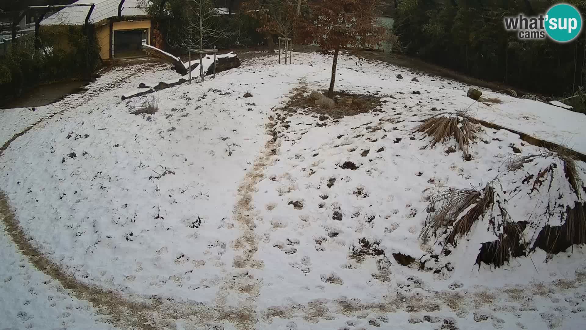 Zoo Ljubljana camera en vivo Leones