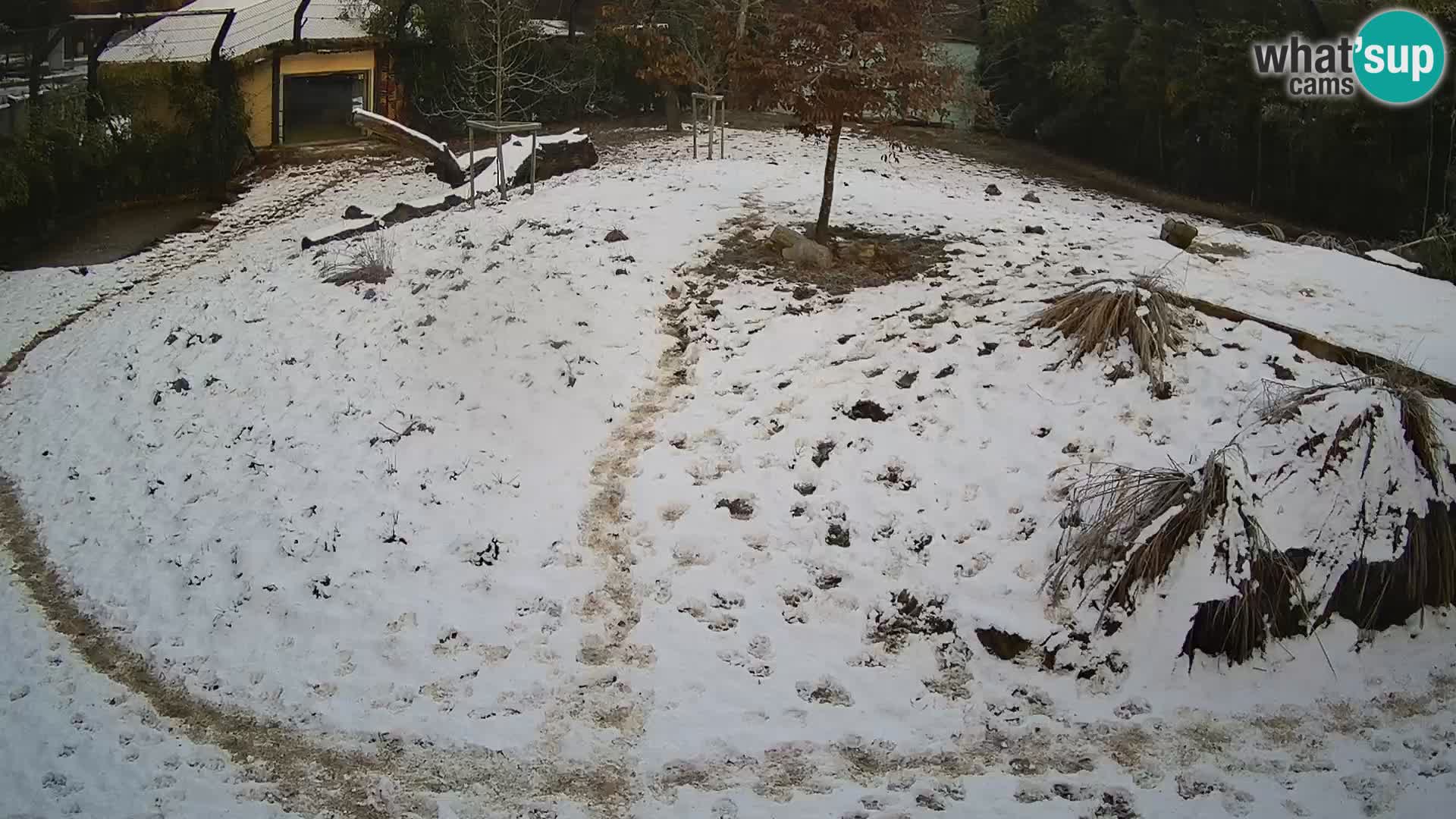 Ljubljana Zoo webcam Lion