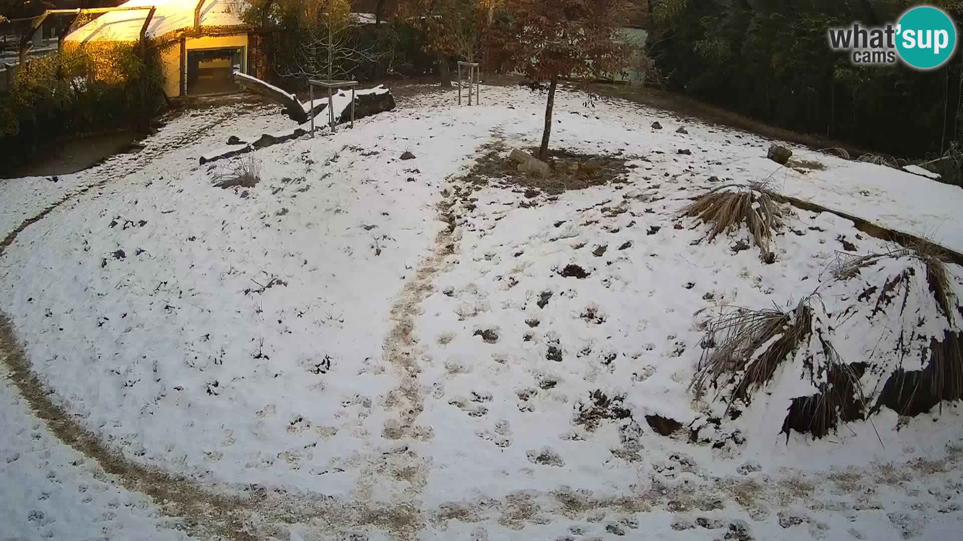 Ljubljana Zoo webcam Lion