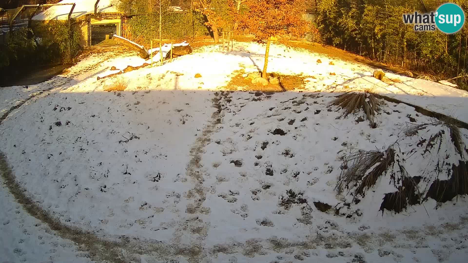 Live Ljubljana Zoo webcam Lion