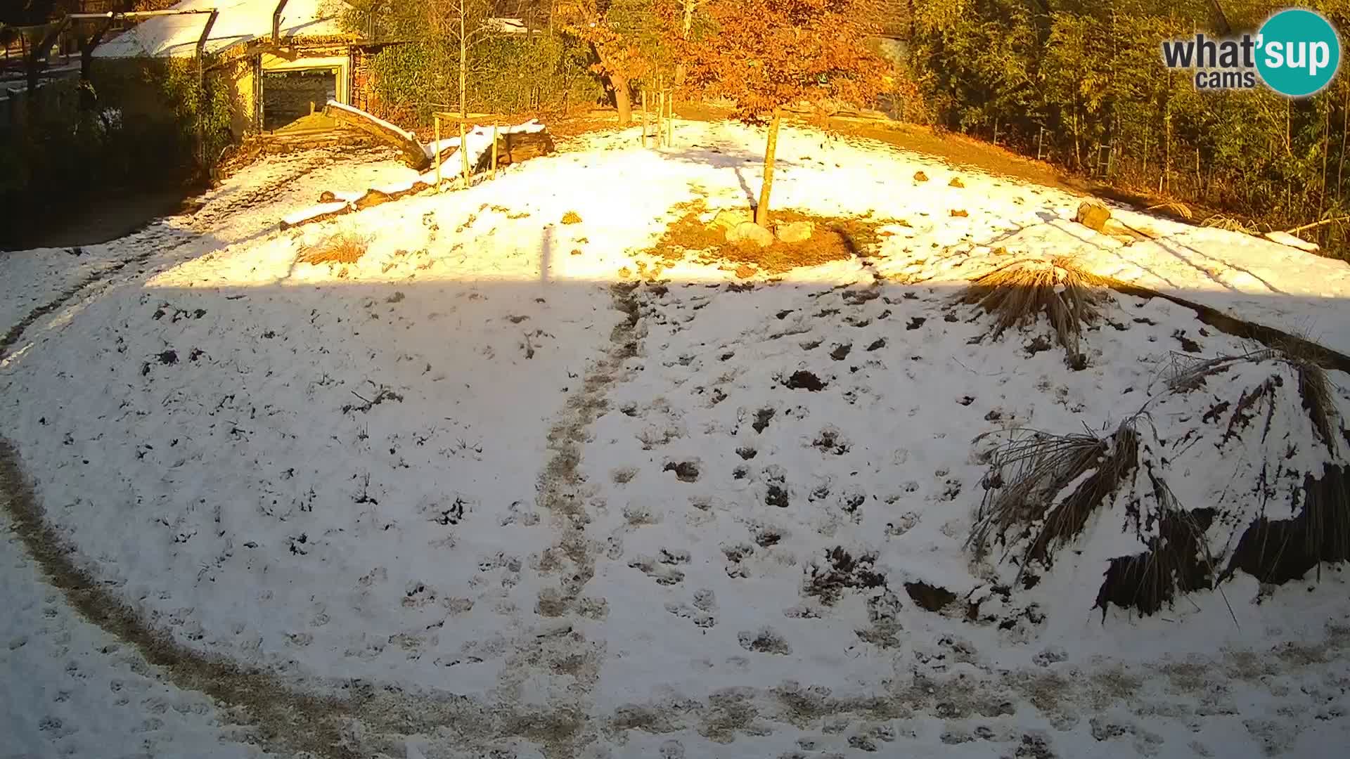 Live Ljubljana Zoo webcam Lion