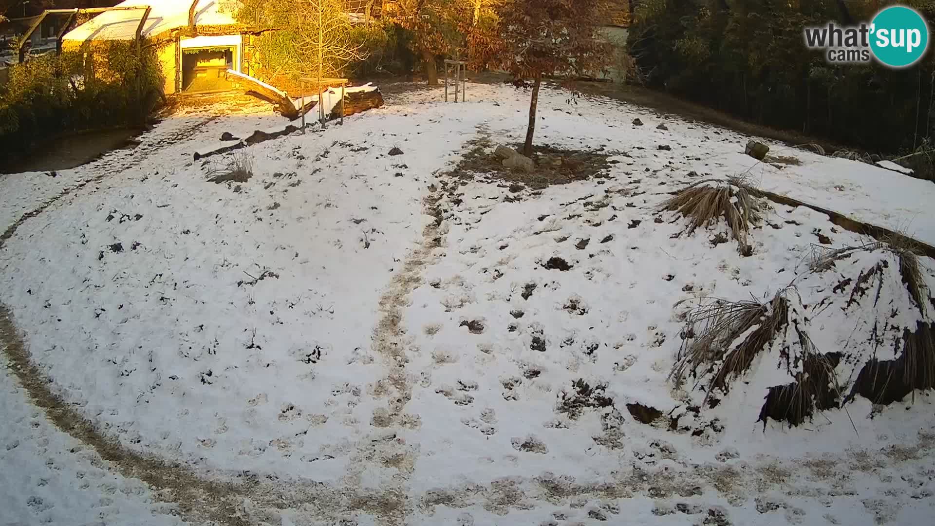 Ljubljana Zoo webcam Lion