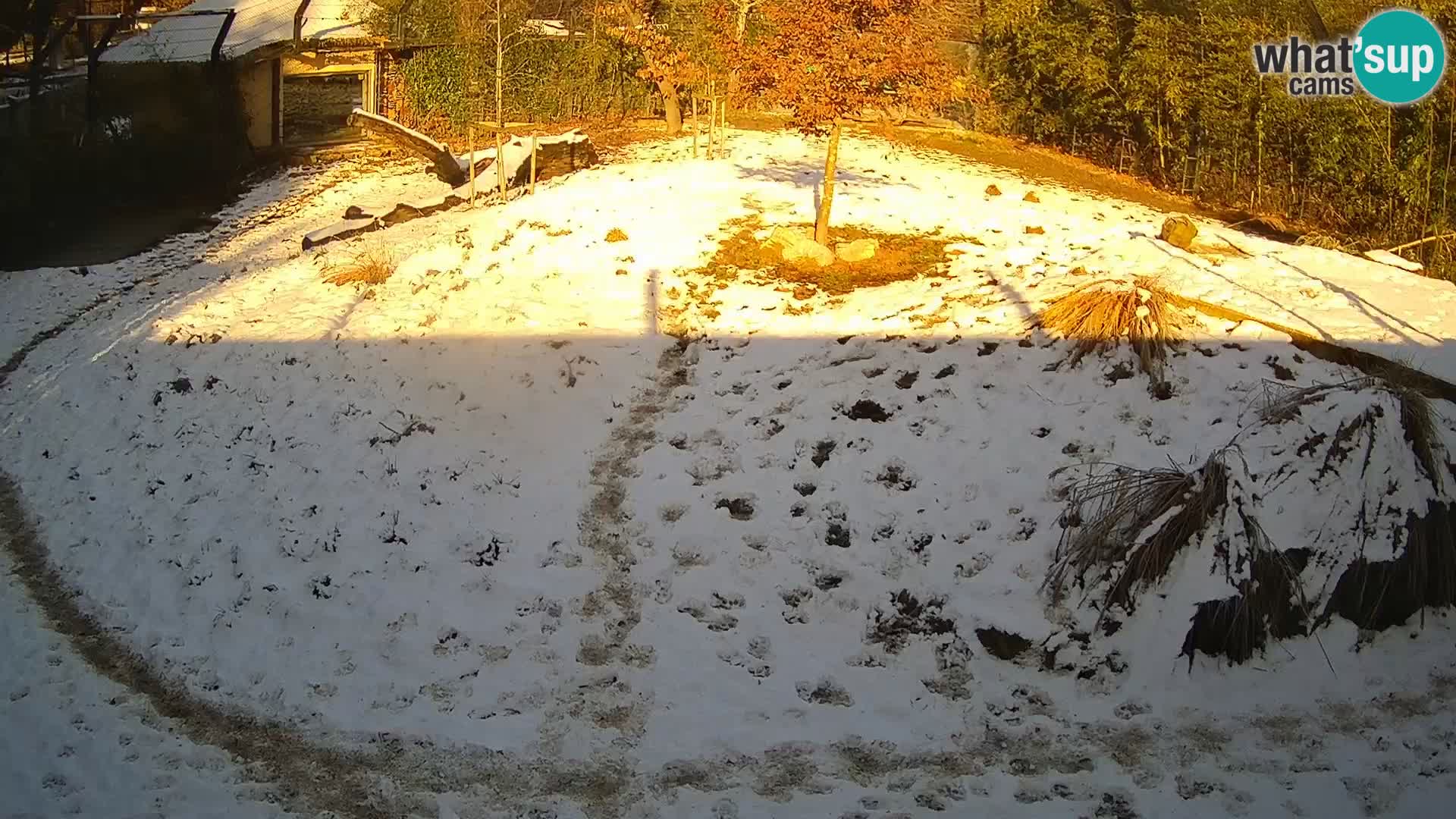 Ljubljana Zoo webcam Lion