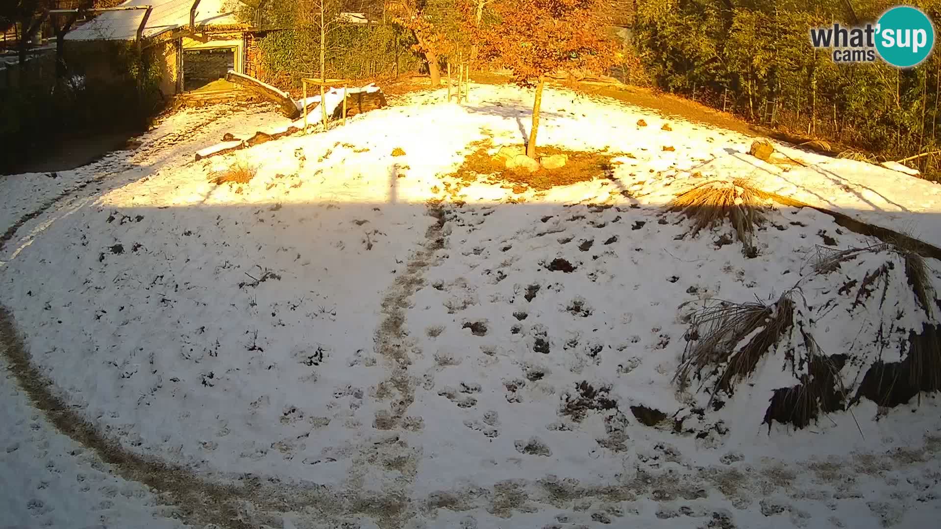 Ljubljana Zoo webcam Lion