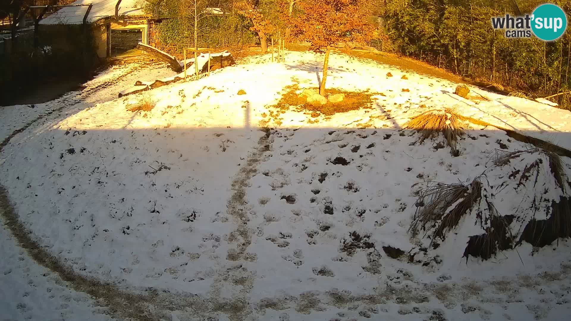 Ljubljana Zoo webcam Lion