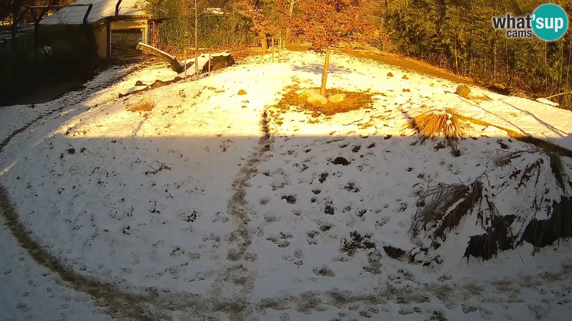 Live Ljubljana Zoo webcam Lion