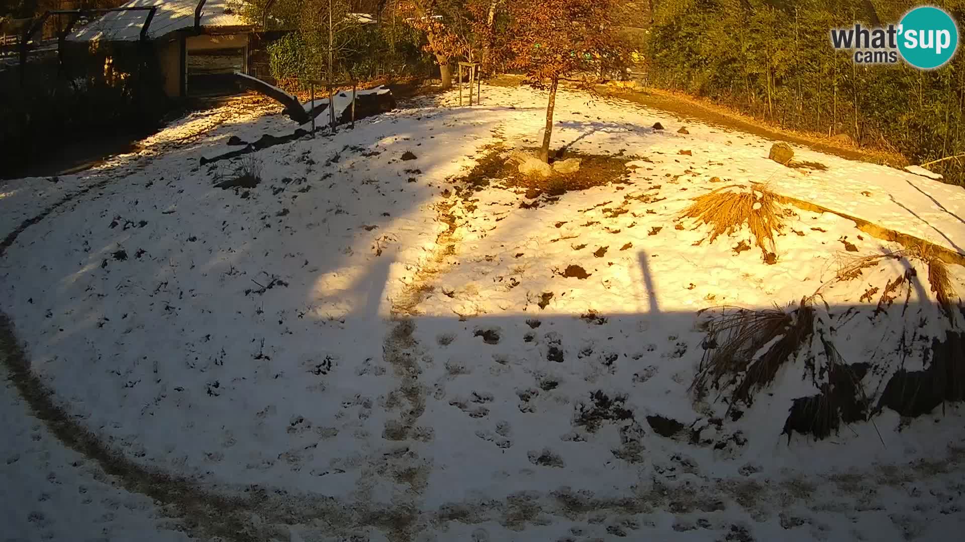 Live Ljubljana Zoo webcam Lion