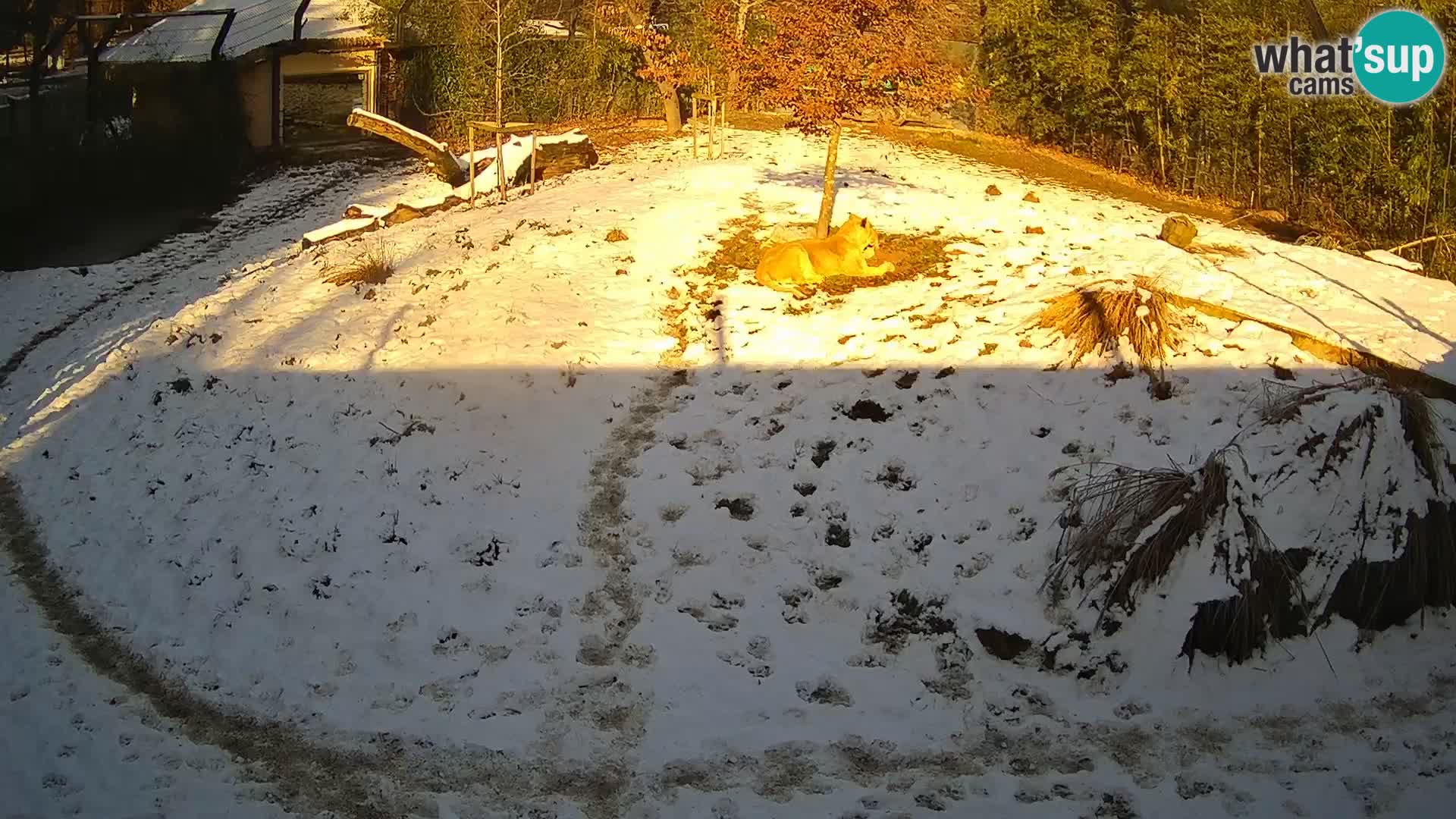 Live Ljubljana Zoo webcam Lion