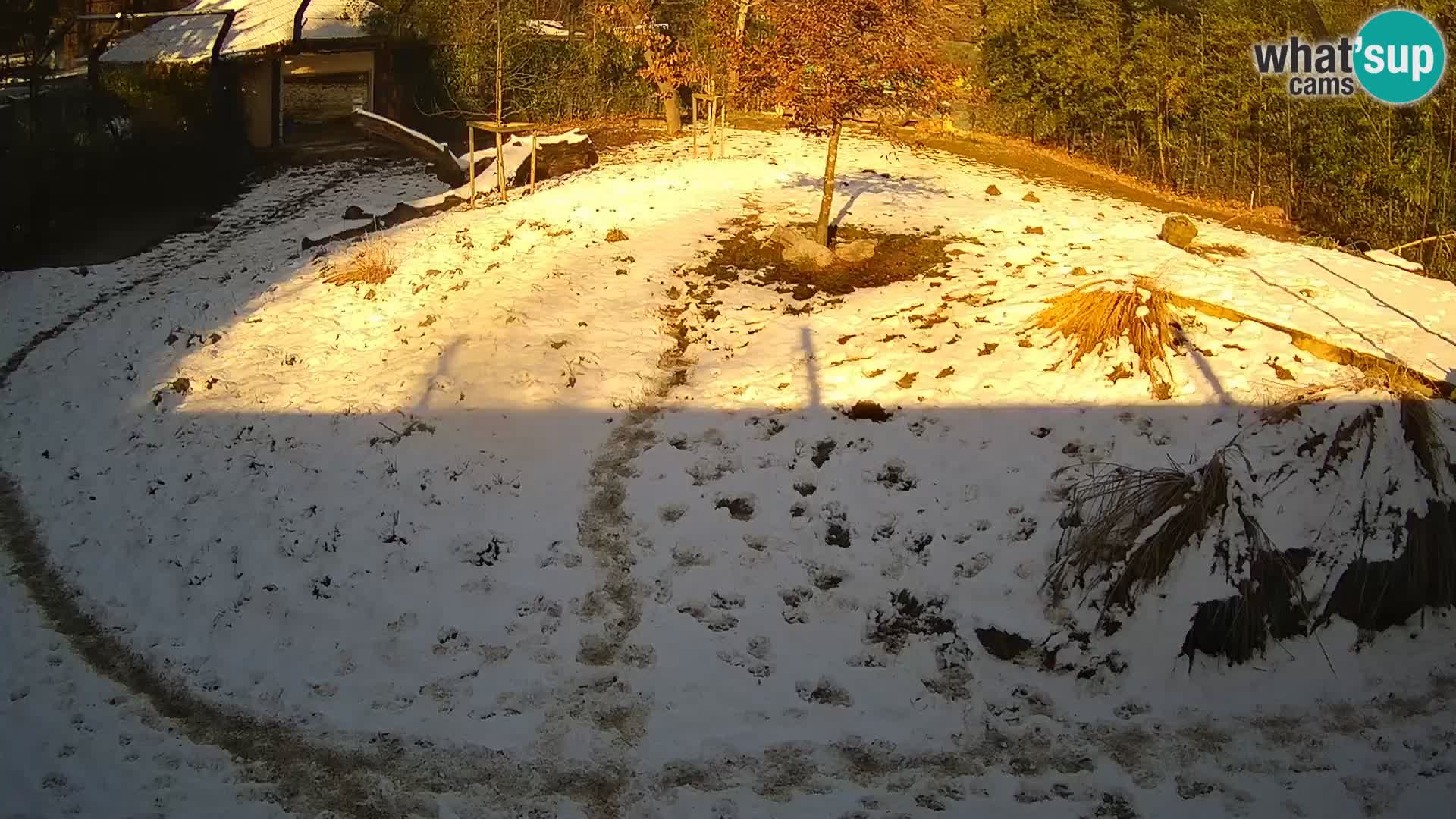 Live Ljubljana Zoo webcam Lion