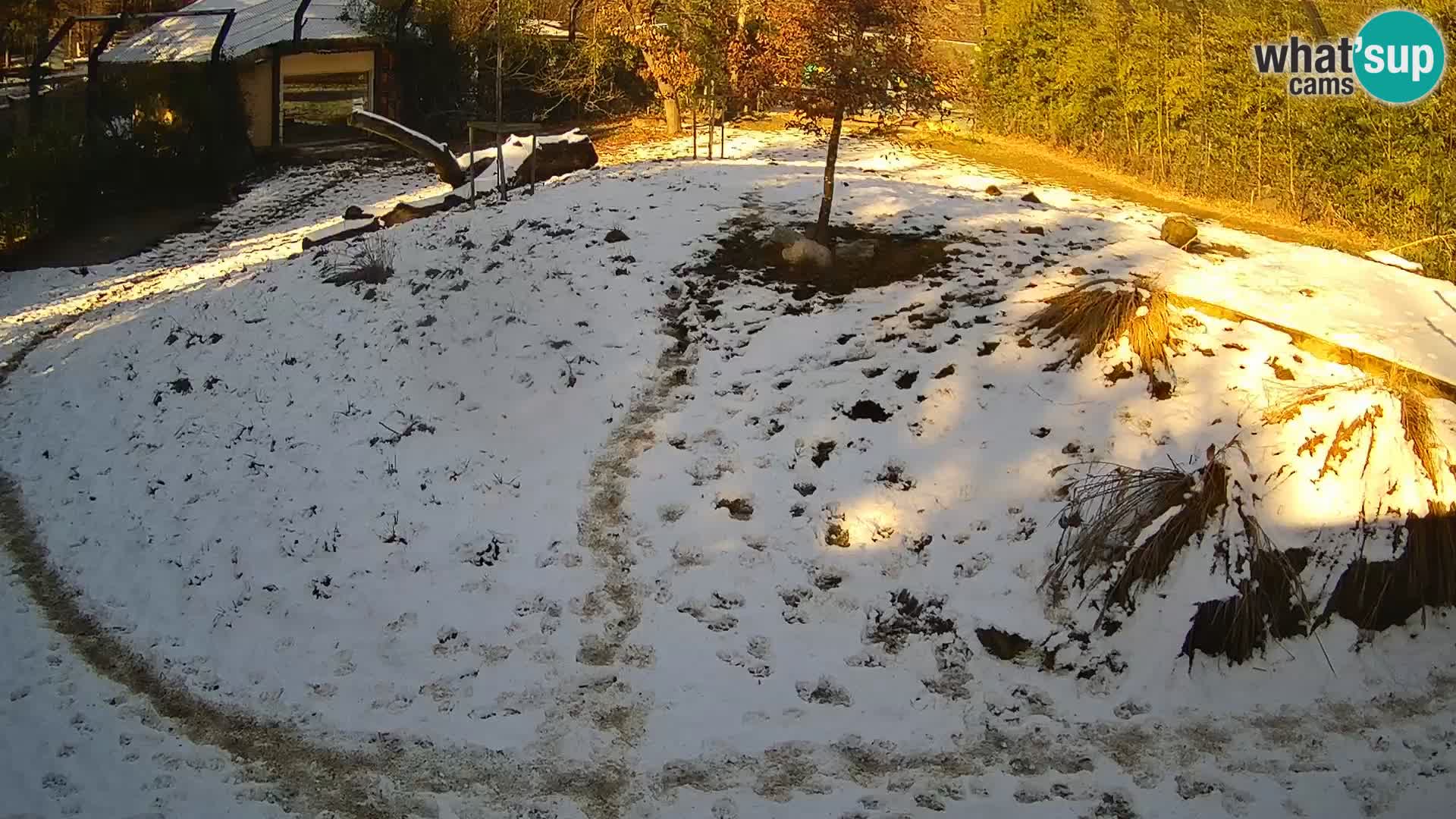 Ljubljana Zoo webcam Lion