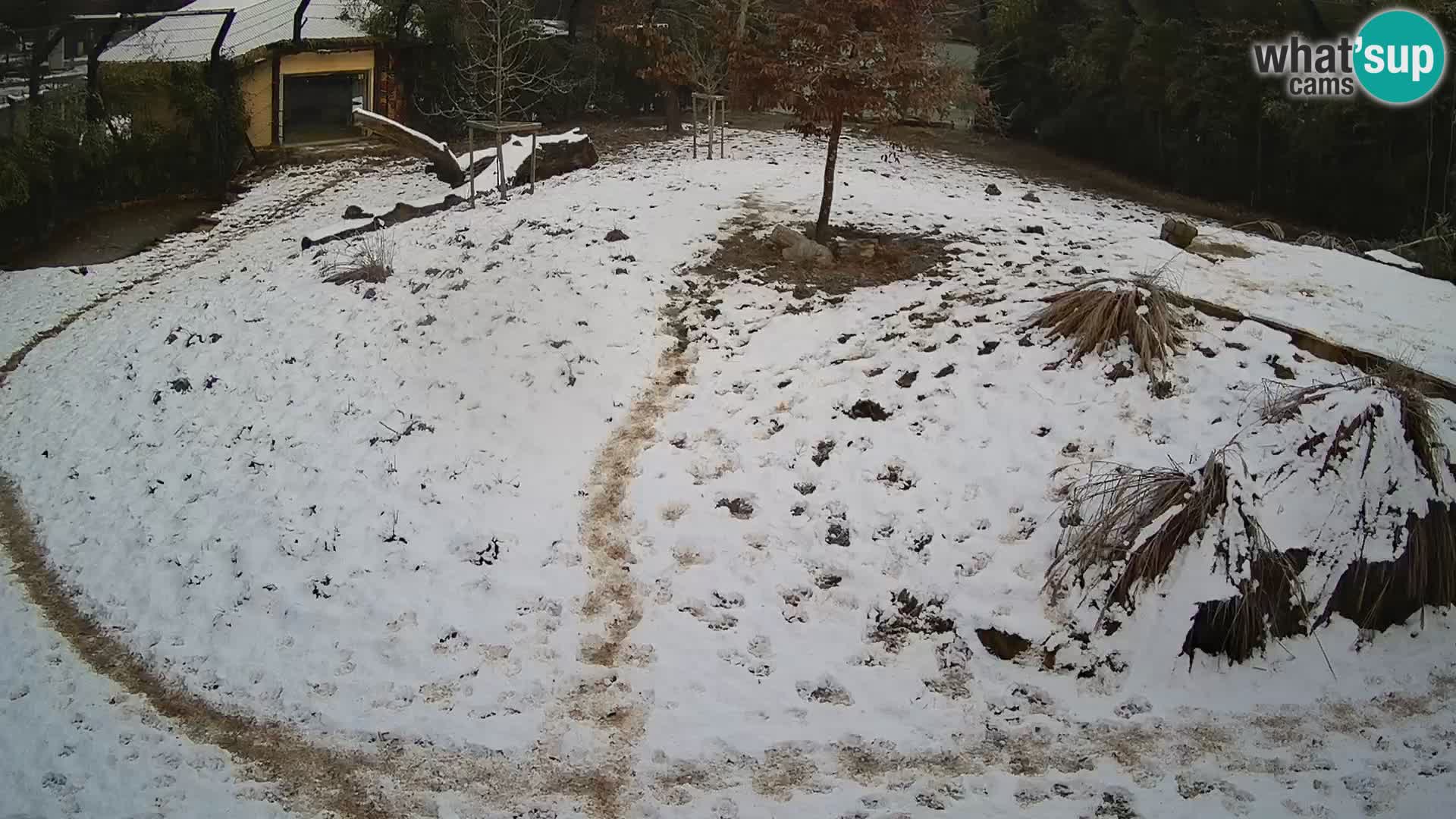 Live Ljubljana Zoo webcam Lion