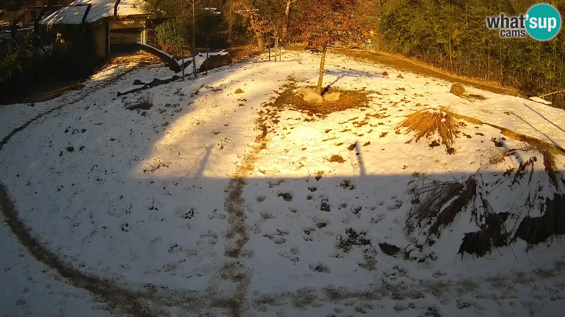 Live Ljubljana Zoo webcam Lion