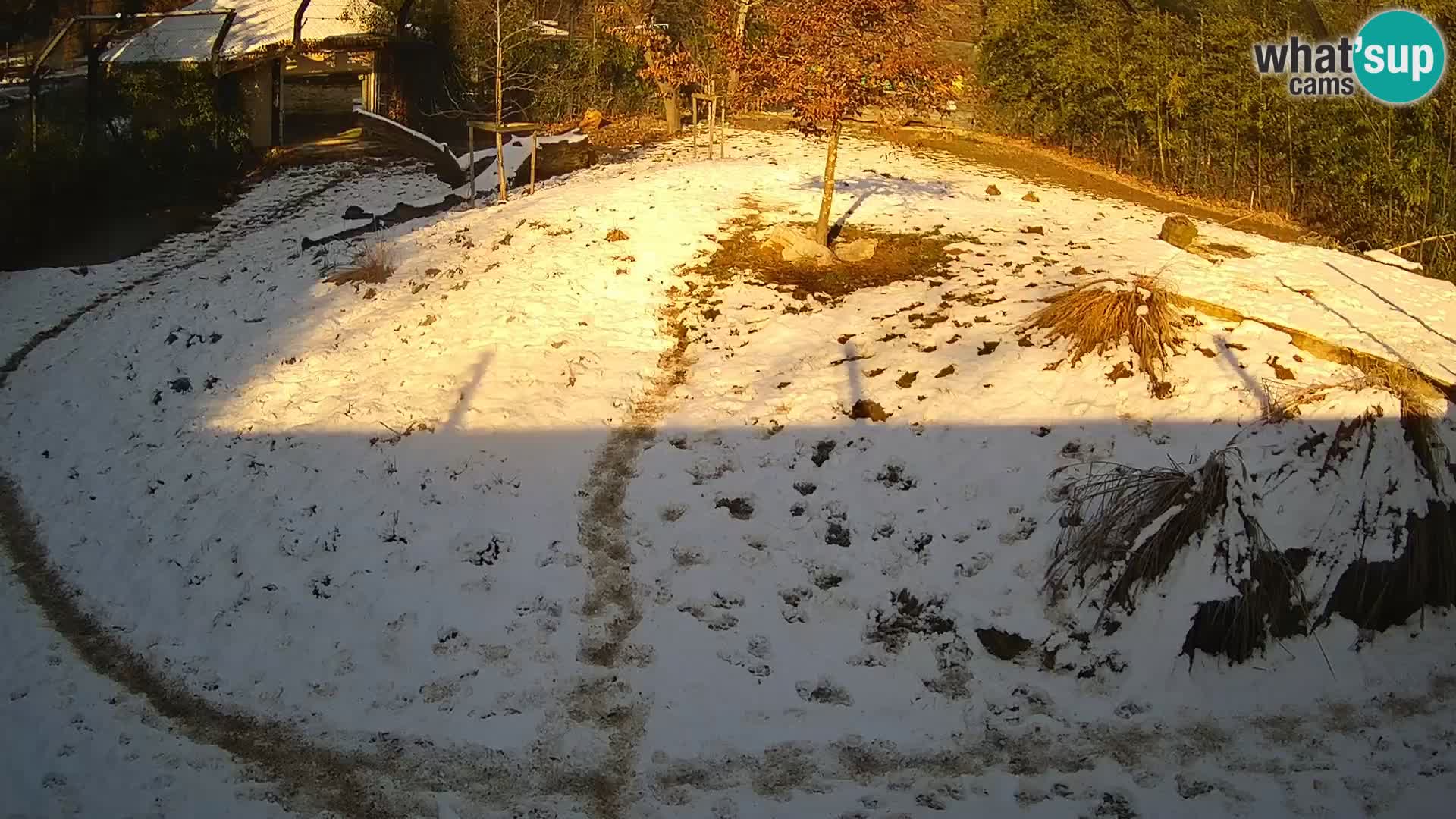 Live Ljubljana Zoo webcam Lion