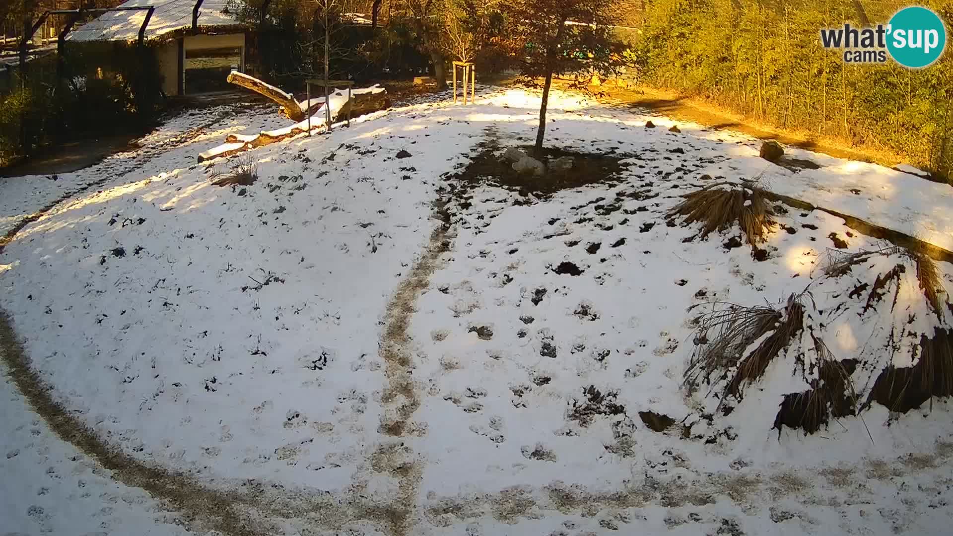 Live Ljubljana Zoo webcam Lion