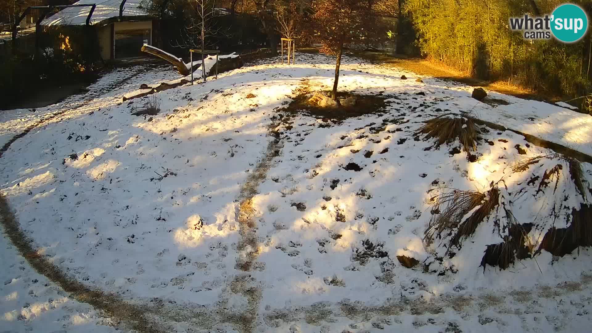 Live Ljubljana Zoo webcam Lion