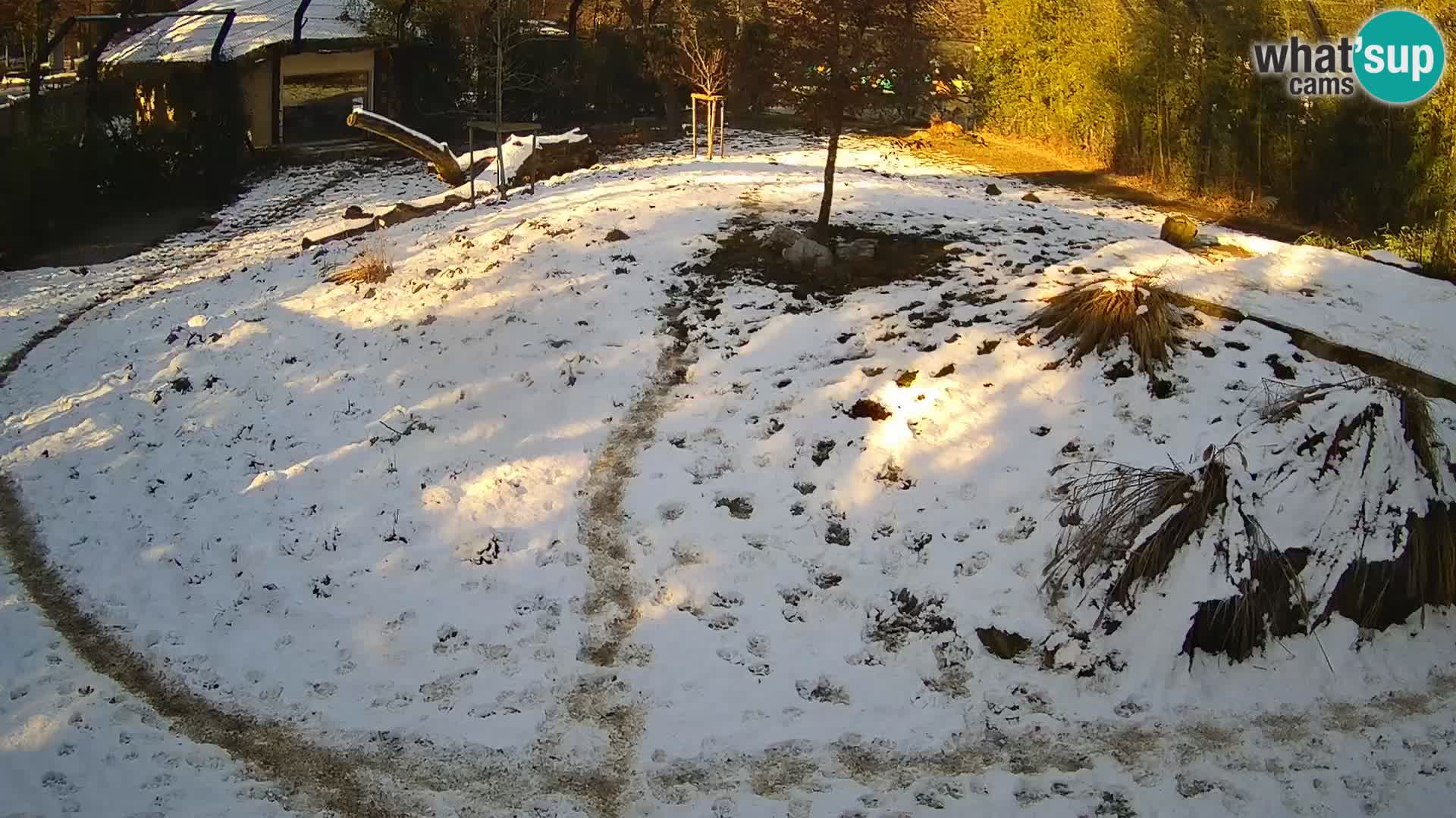 Live Ljubljana Zoo webcam Lion