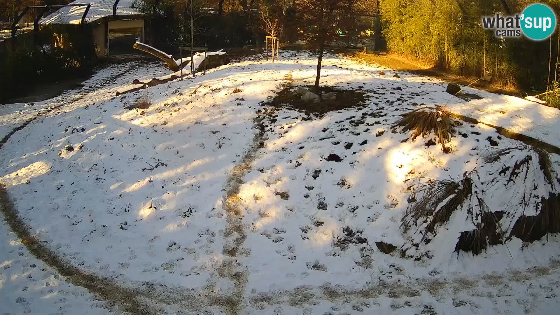 Live Ljubljana Zoo webcam Lion