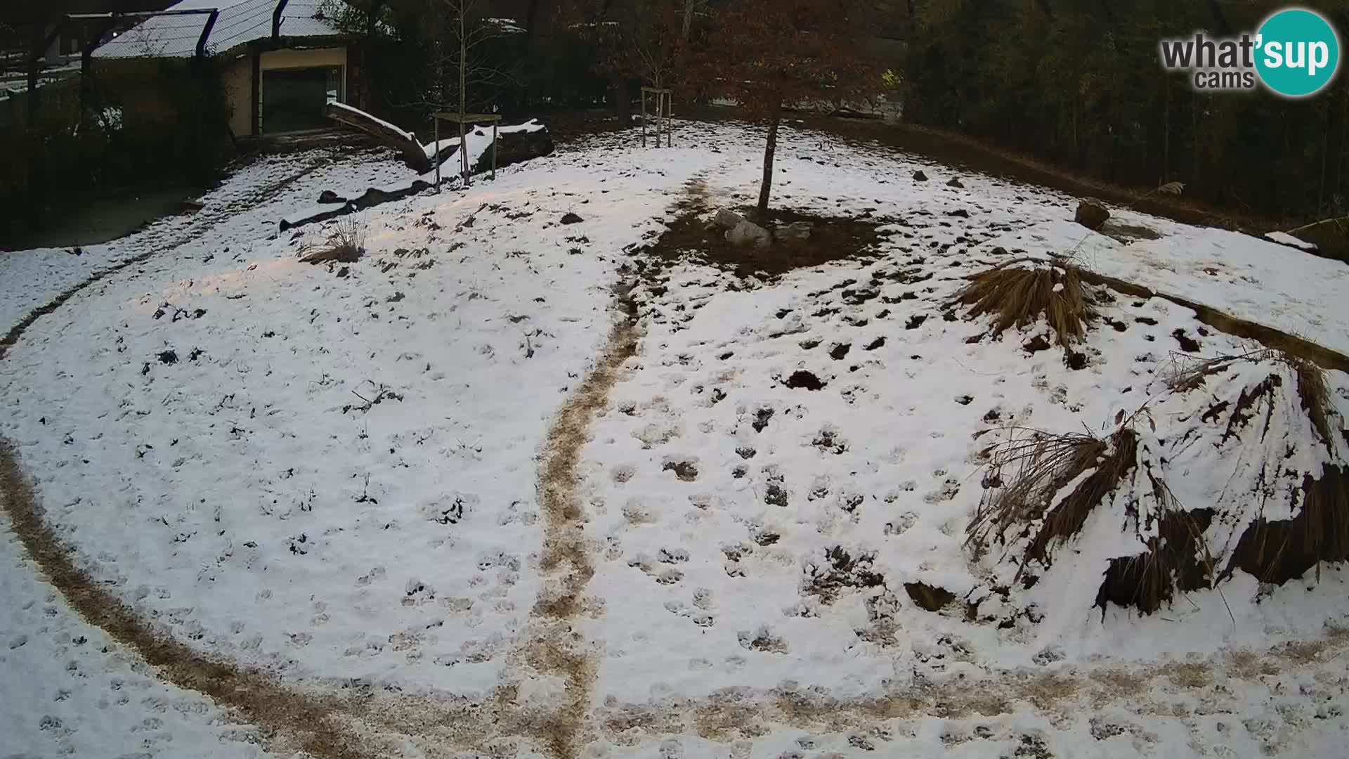 Live Ljubljana Zoo webcam Lion