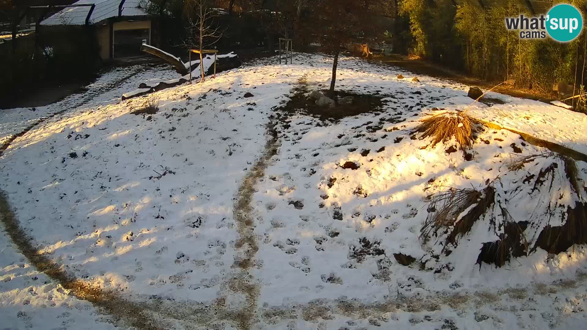 Live Ljubljana Zoo webcam Lion