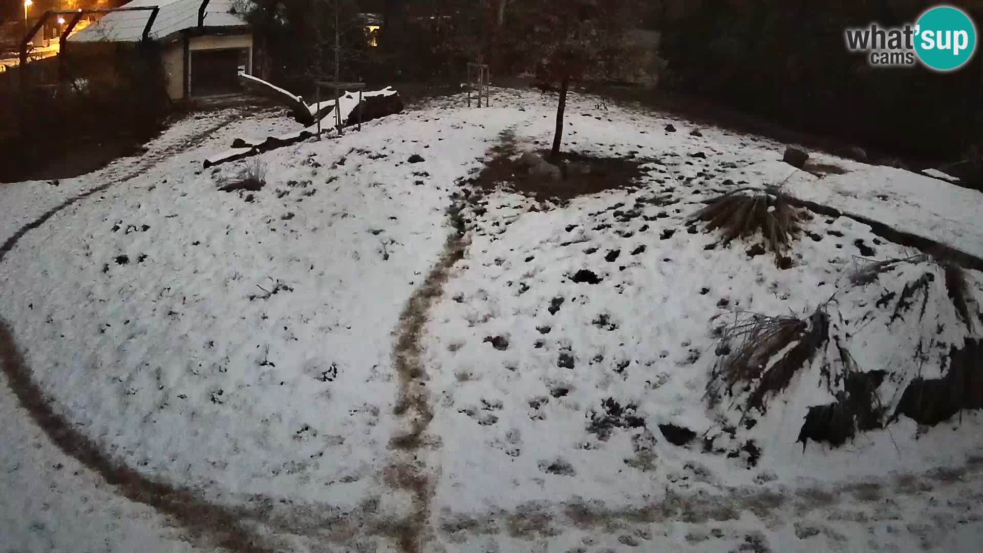 Ljubljana Zoo webcam Lion