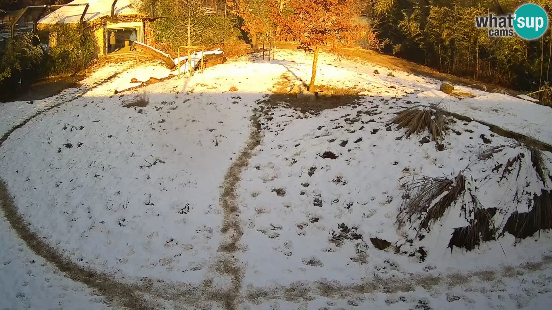 Live Ljubljana Zoo webcam Lion