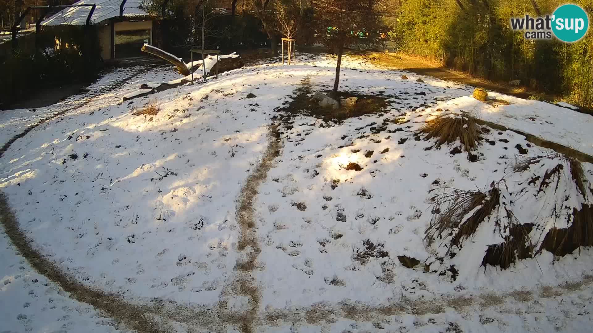 Live Ljubljana Zoo webcam Lion