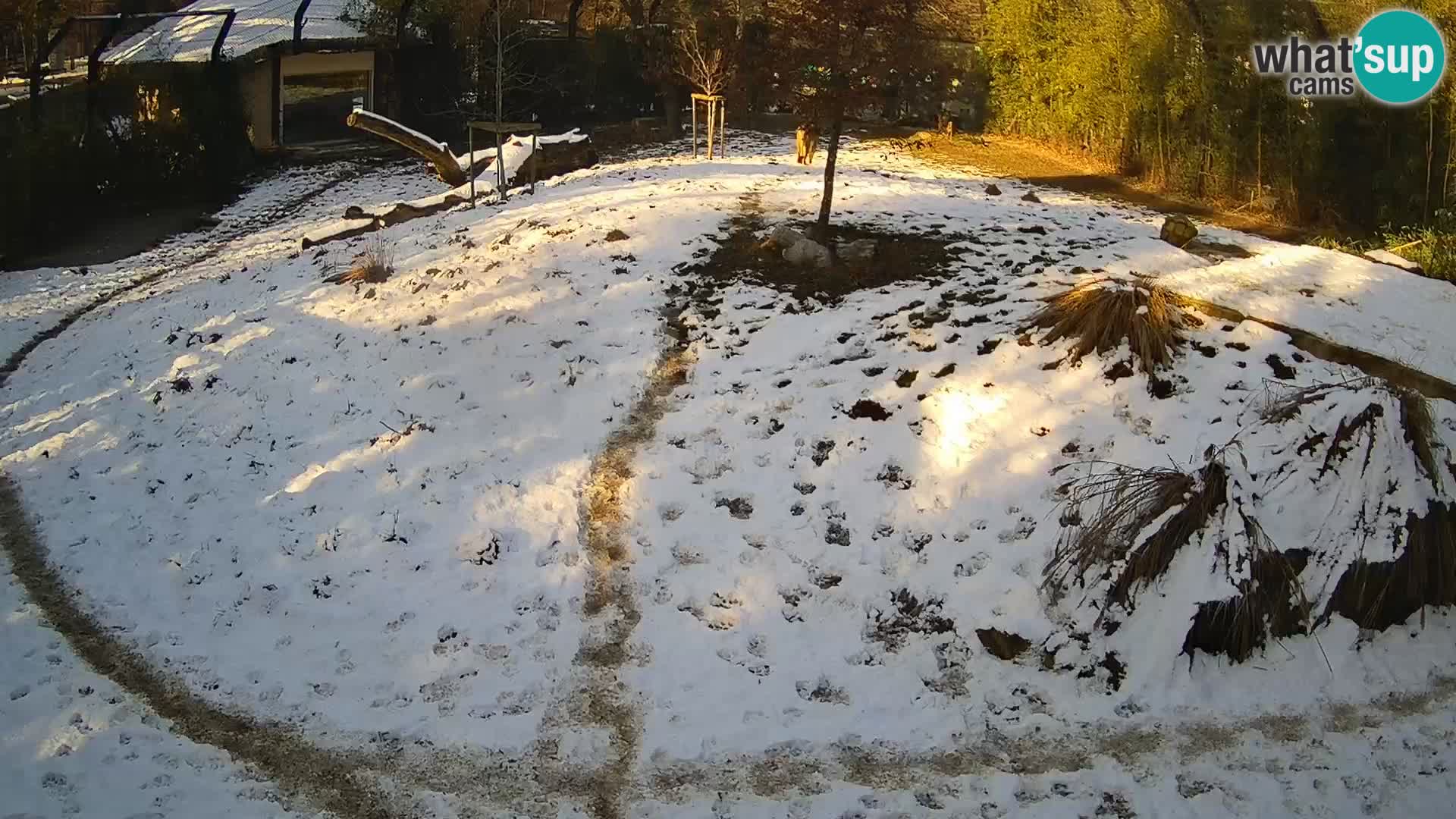 Live Ljubljana Zoo webcam Lion