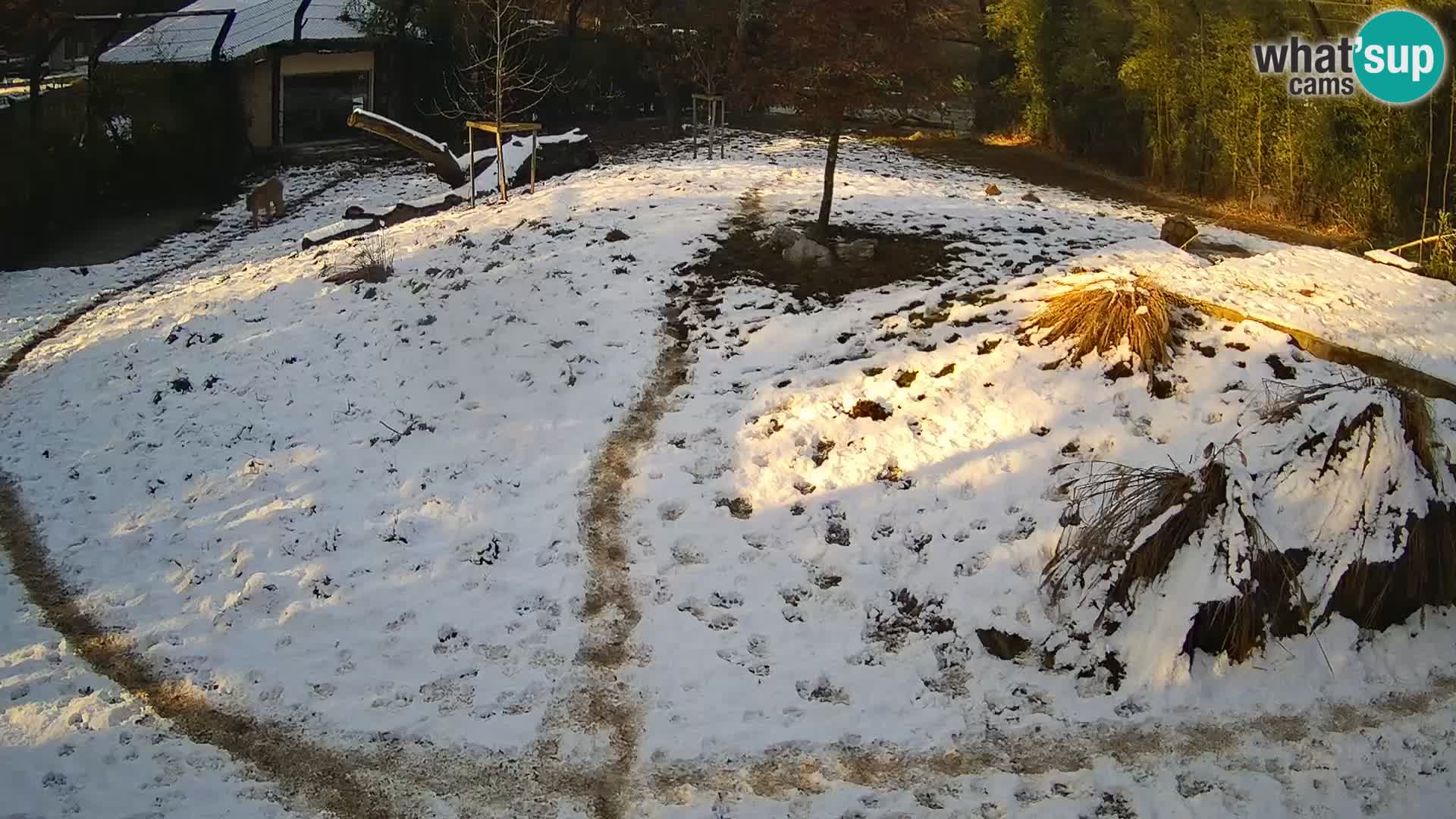 Live Ljubljana Zoo webcam Lion