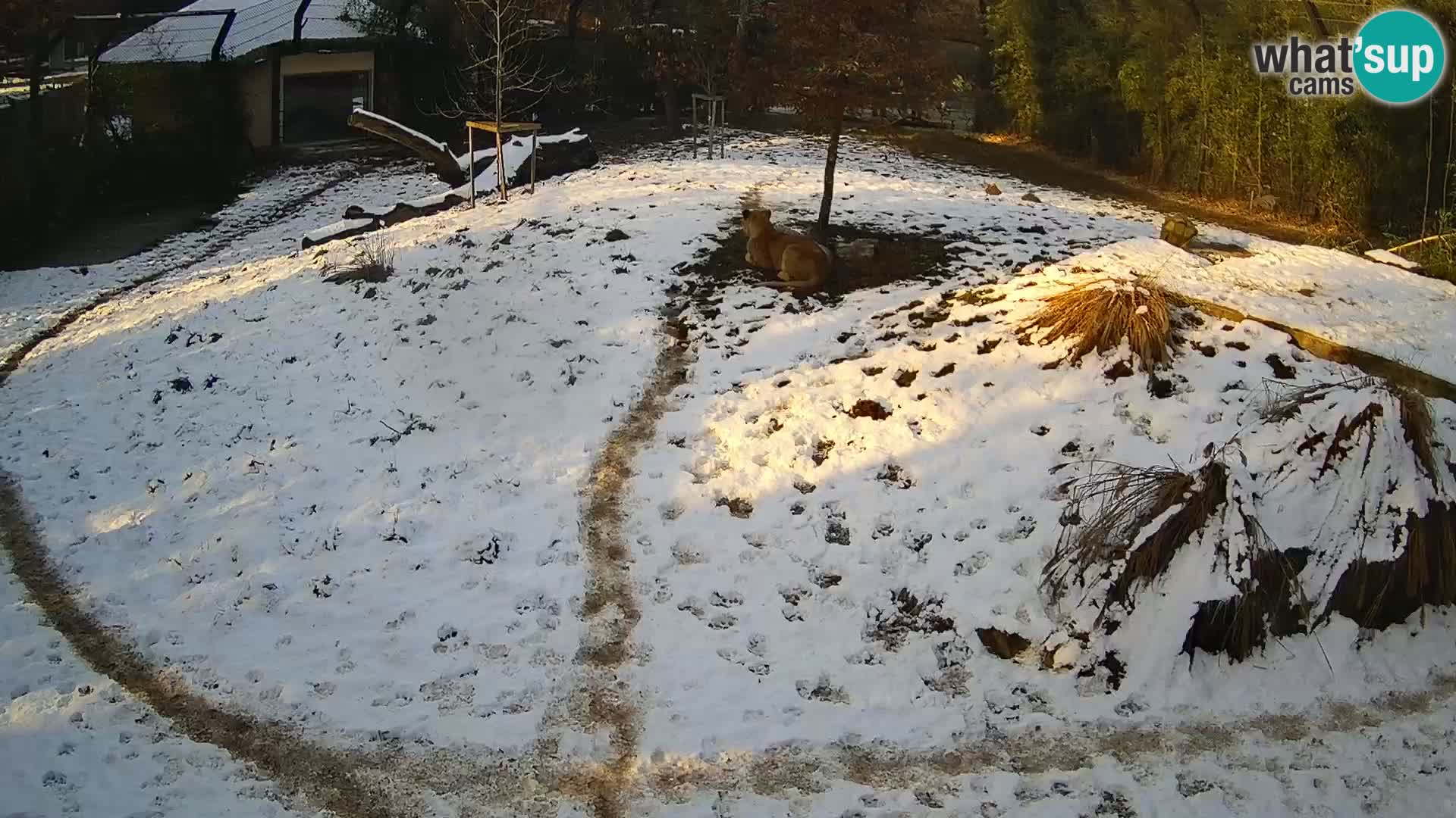 Live Ljubljana Zoo webcam Lion