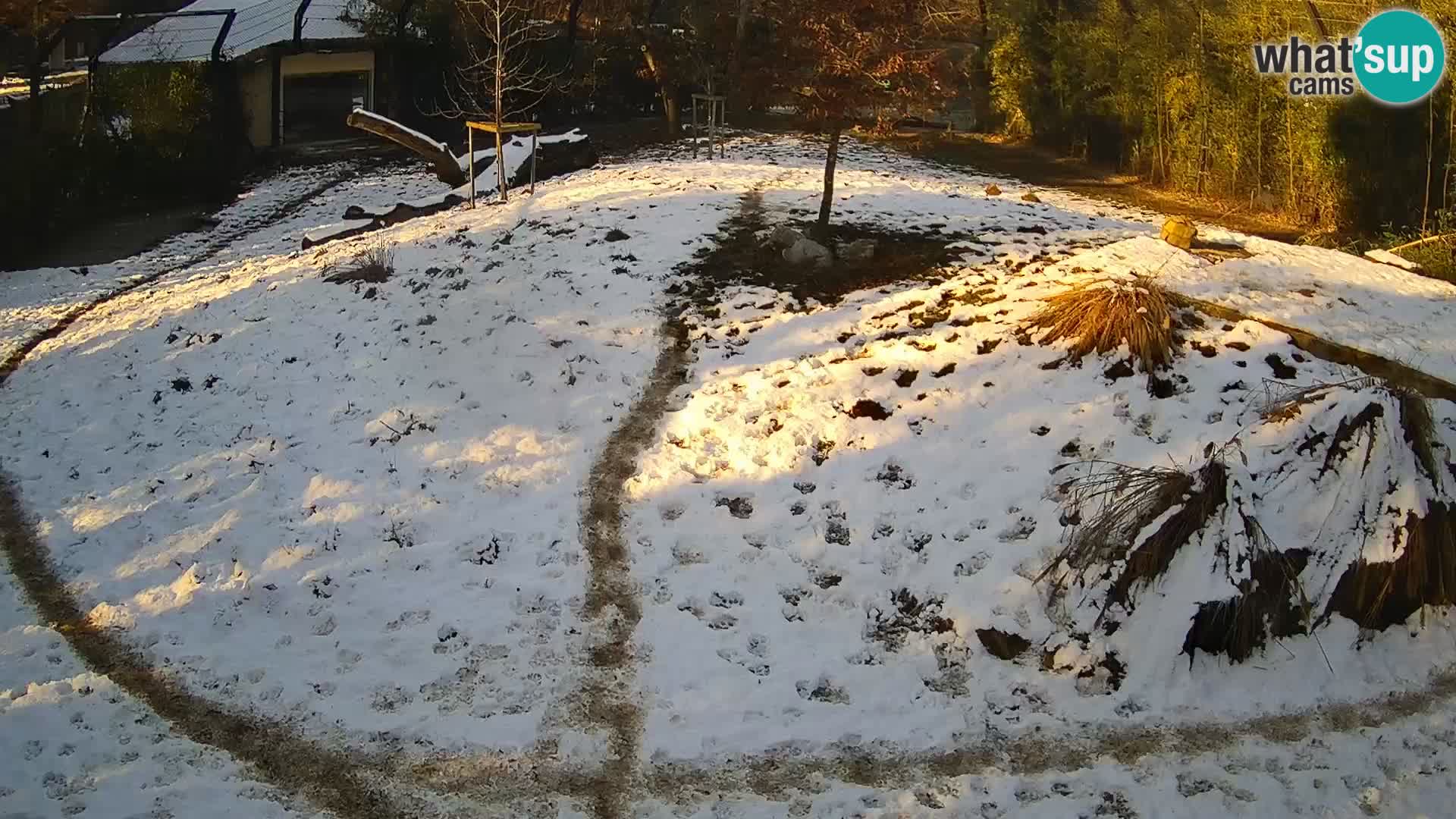 Zoo Ljubljana camera en vivo Leones