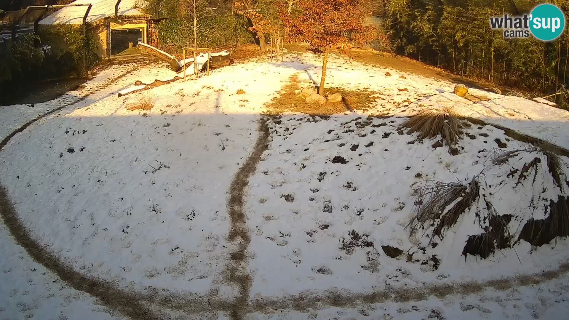 Ljubljana Zoo webcam Lion