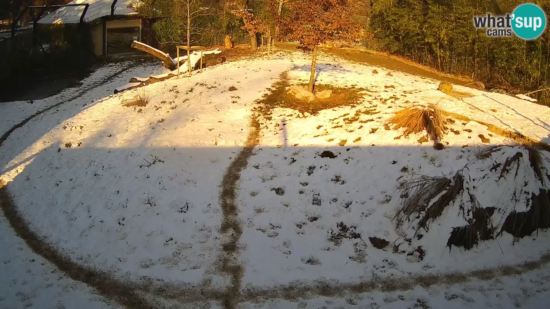 Zoo Ljubljana webcam Löwen