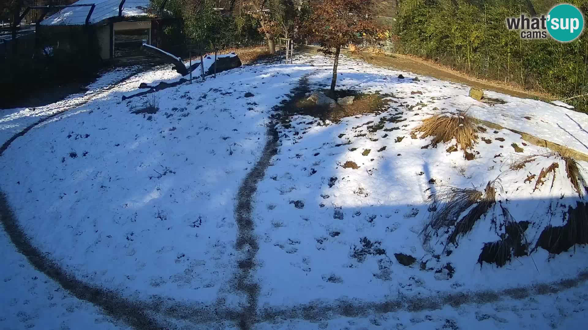 Zoo Ljubljana webcam Löwen