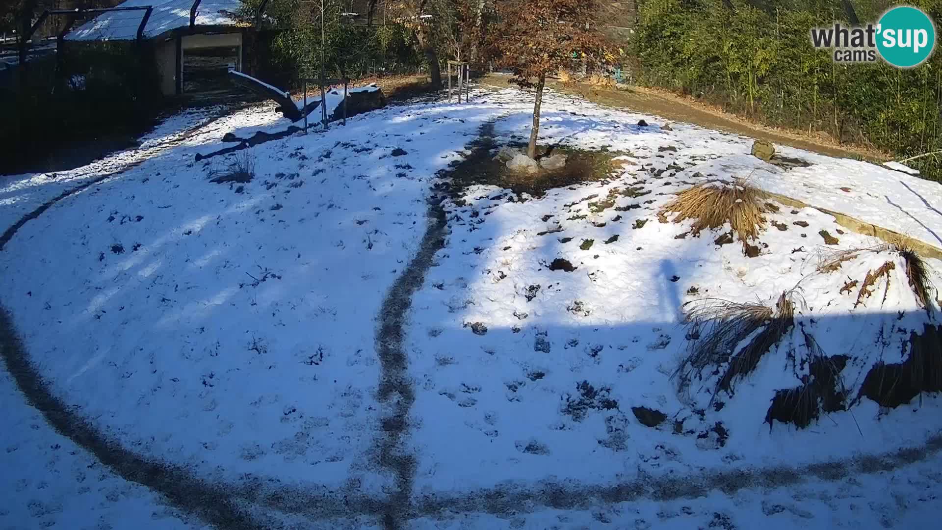 Ljubljana Zoo webcam Lion