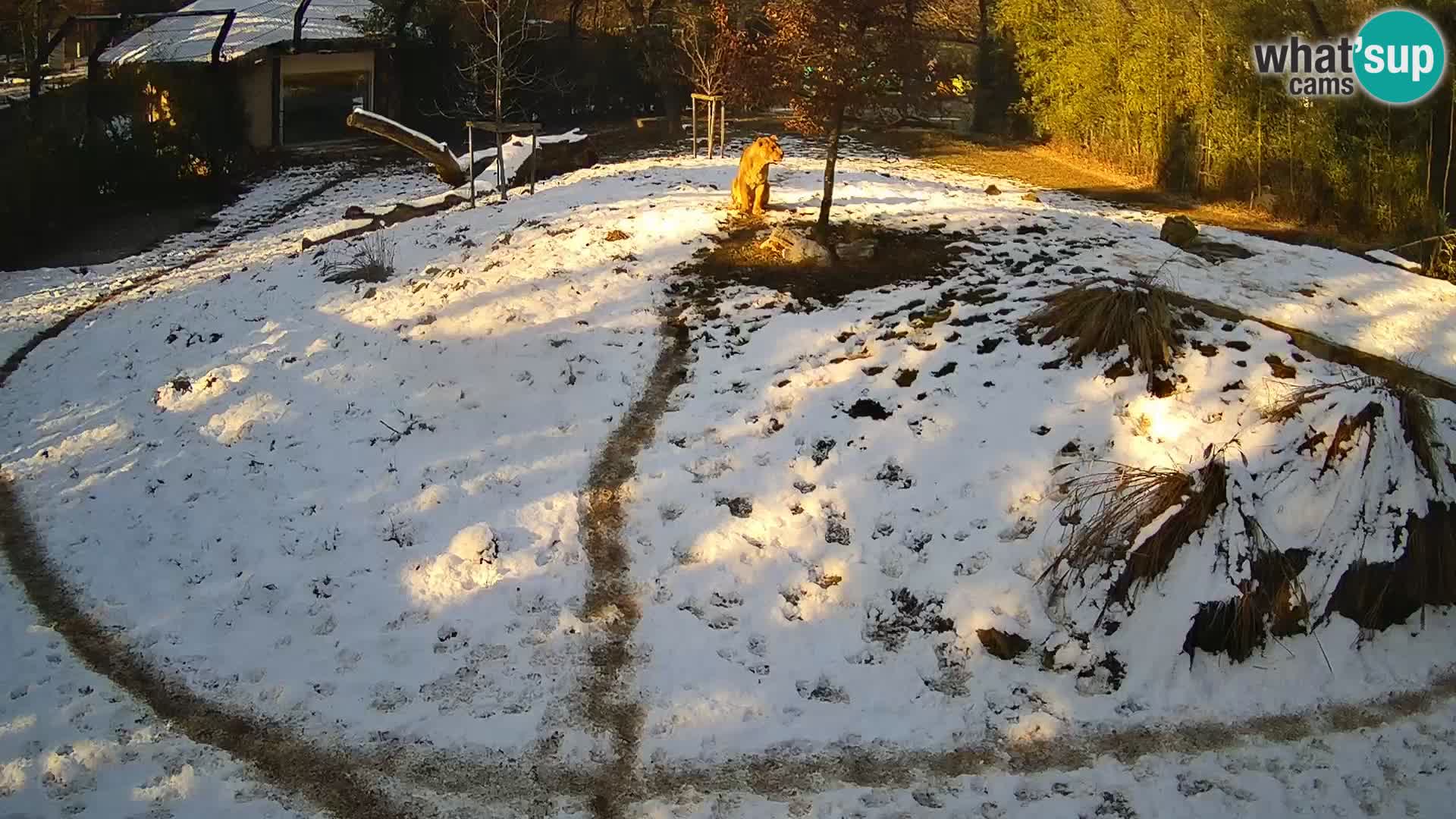 Ljubljana Zoo webcam Lion