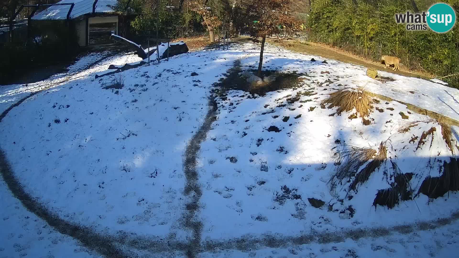 Ljubljana Zoo webcam Lion